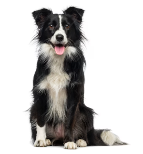 picture of a collie sitting up on a white background