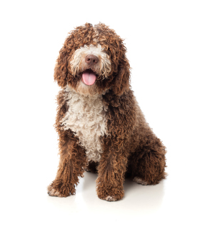 shaggy dog stiing up on a white background